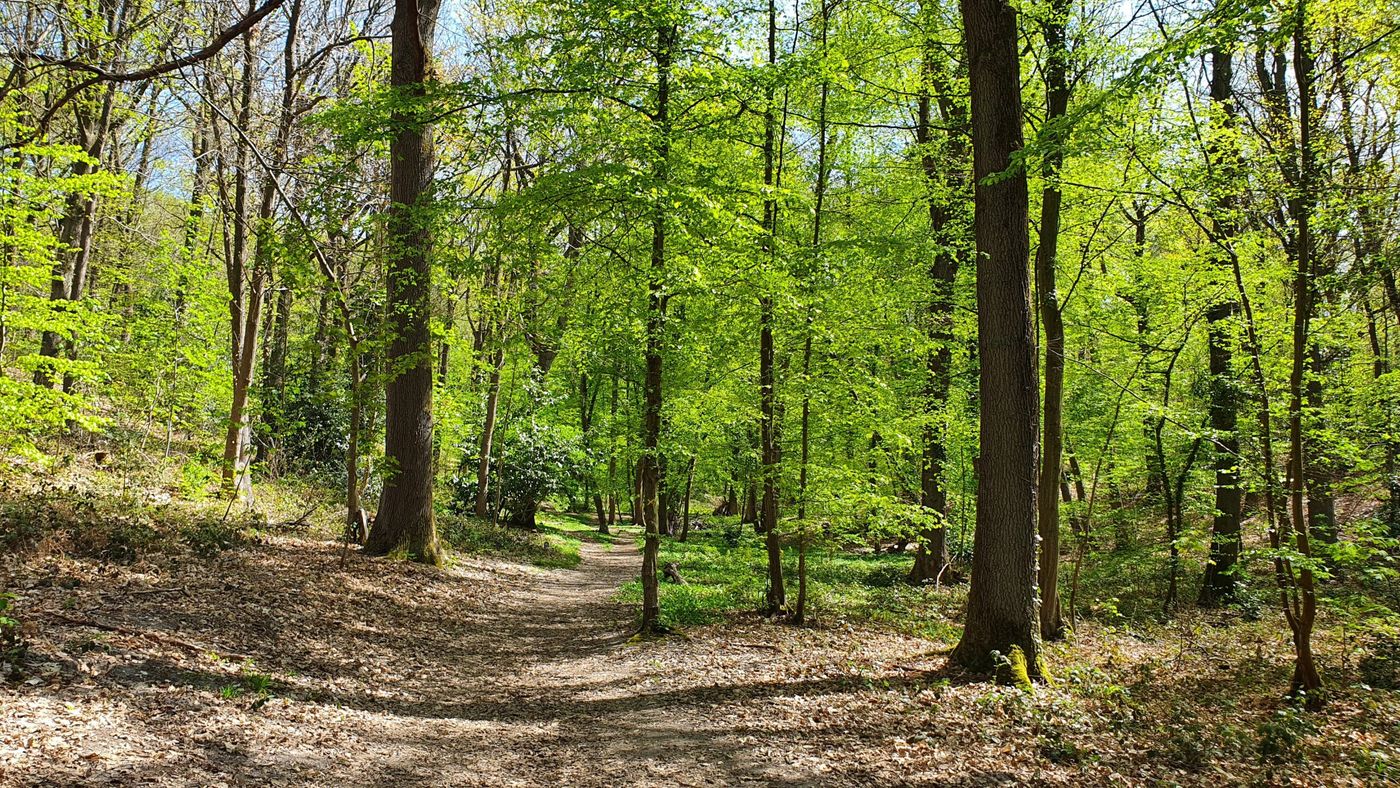 Sentier forestier au départ de Bures-sur-Yvette