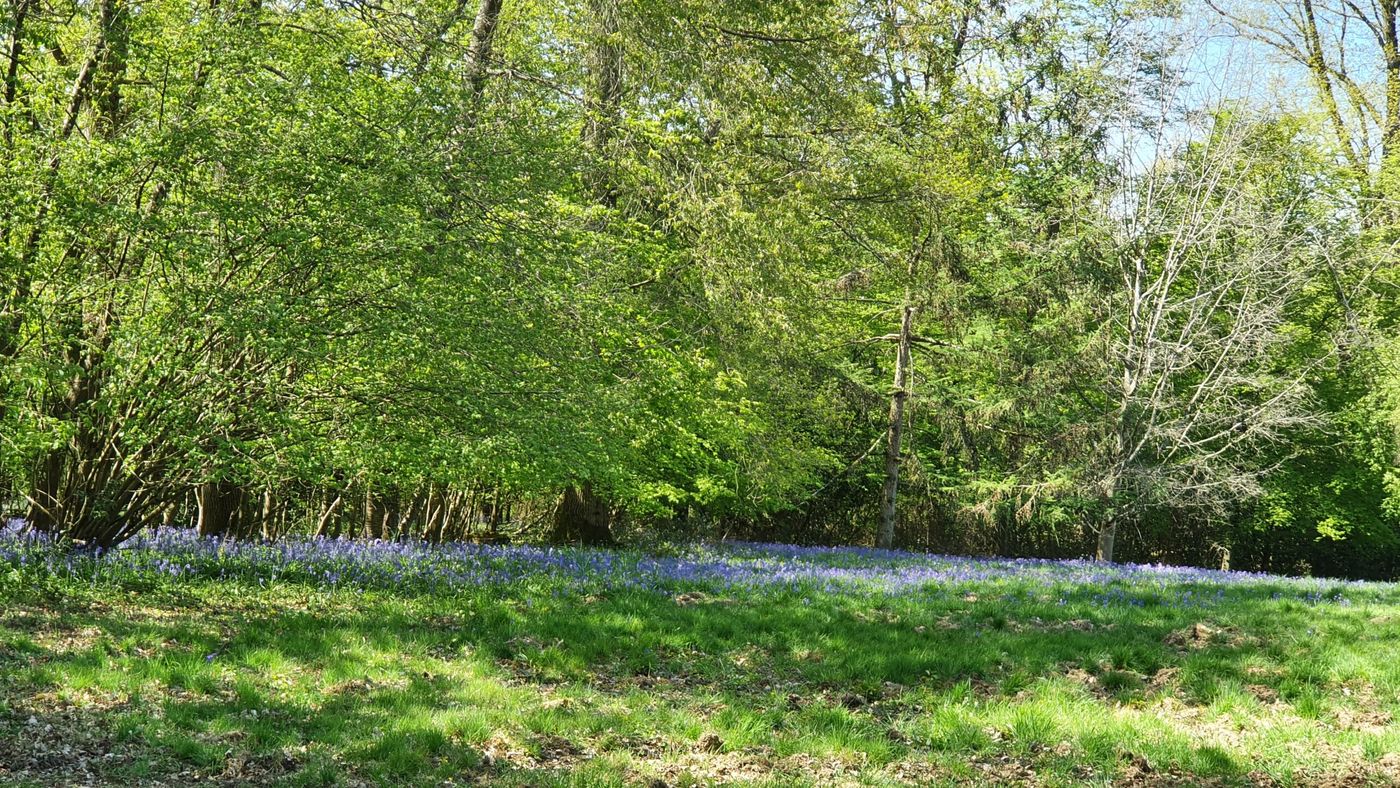 Barrières en bois atypiques dans la forêt
