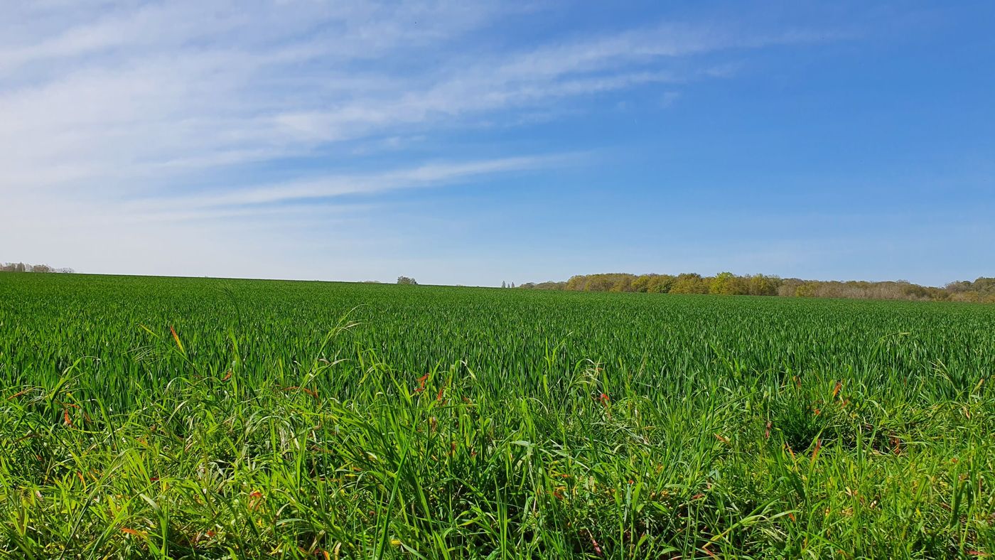 Sentier de randonnée en forêt près de Gif-sur-Yvette
