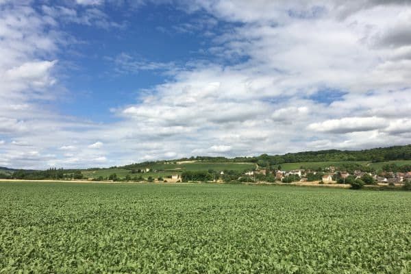 Vignobles de la Champagne dans la Vallée de la Marne