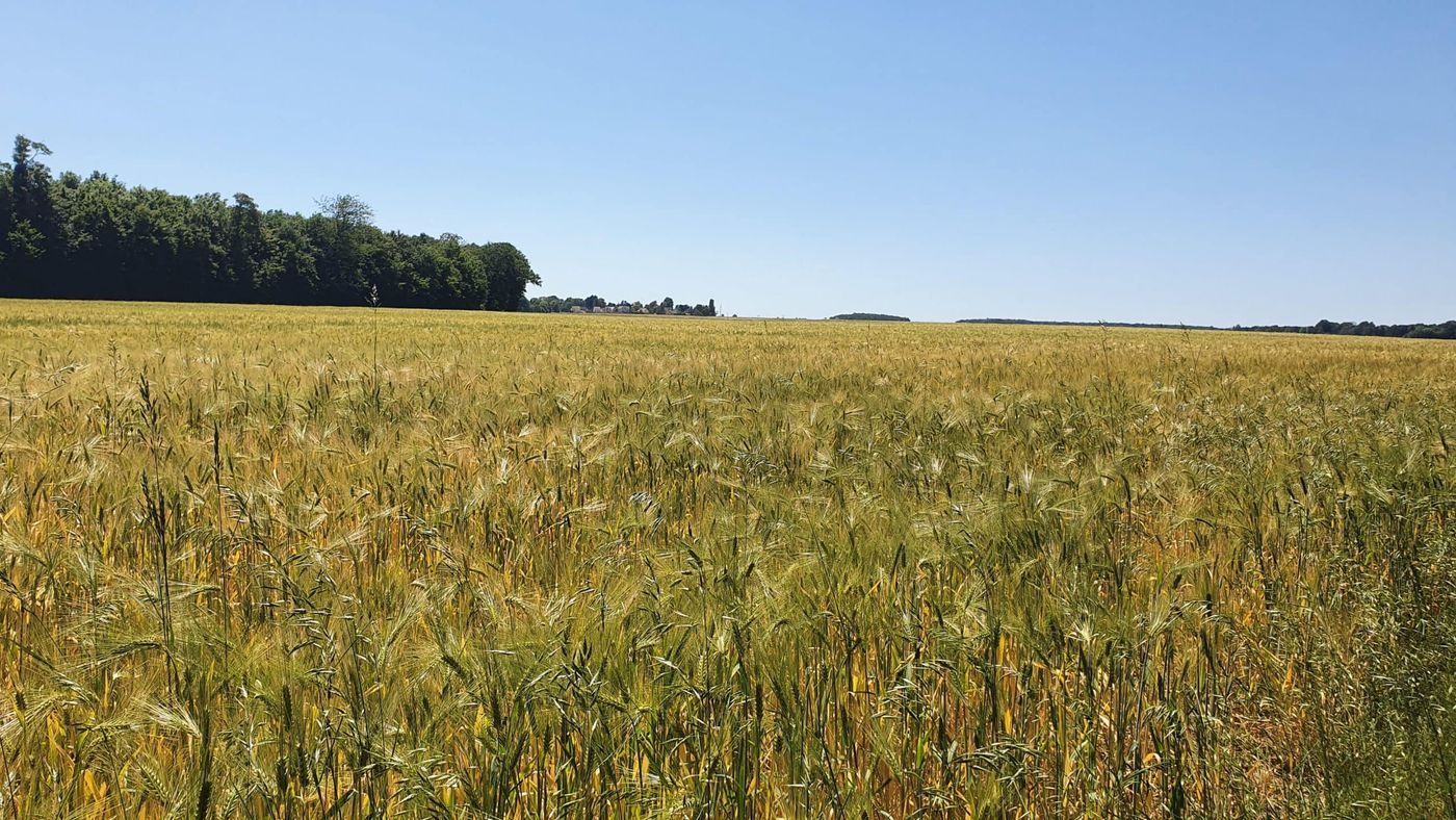 Vue forestière pendant la randonnée
