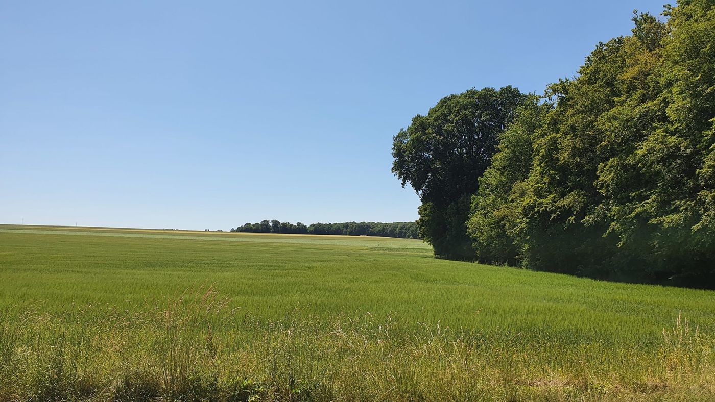 Chemin de randonnée entre champs et forêts