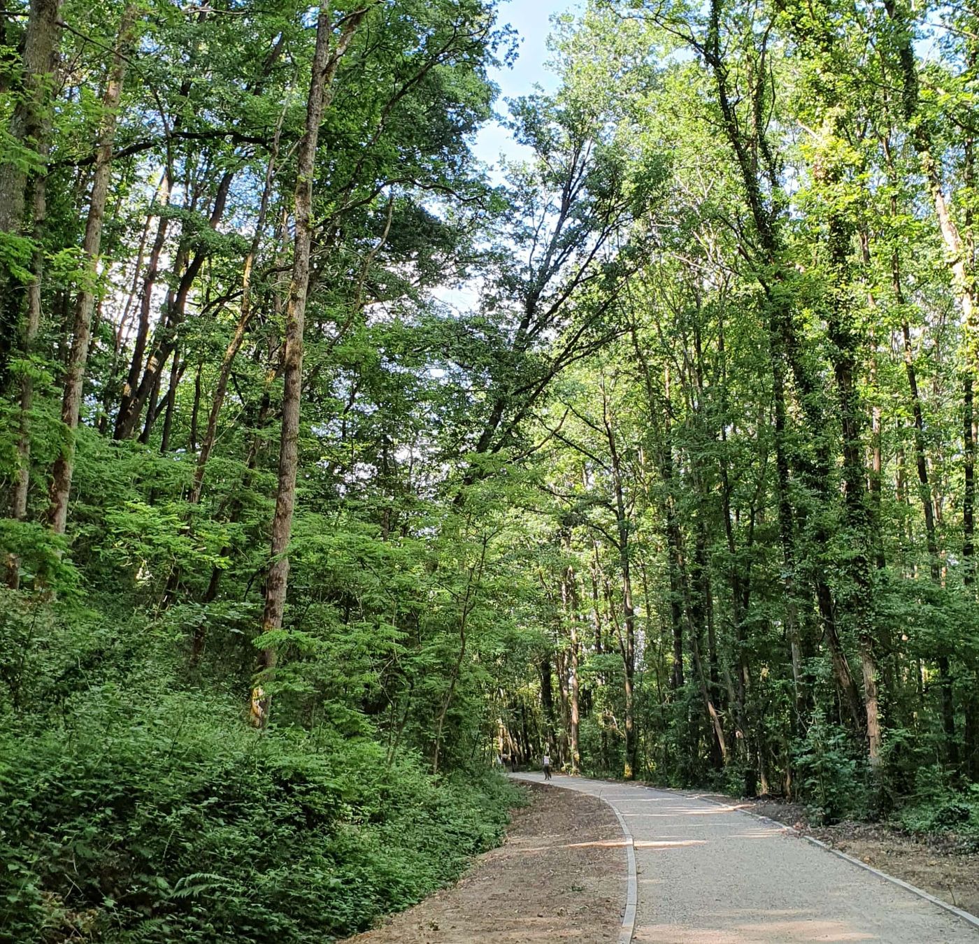 Sentier forestier de Chevreuse