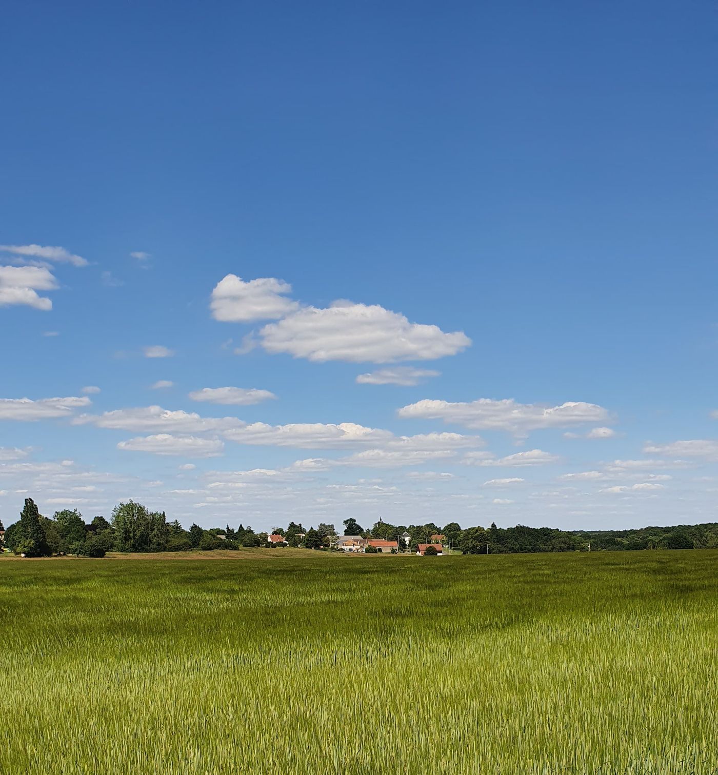 Route forestière de Chevreuse