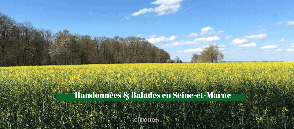 Champ de colza jaune en fleurs sous un ciel bleu nuageux, bordé d'arbres à l'horizon