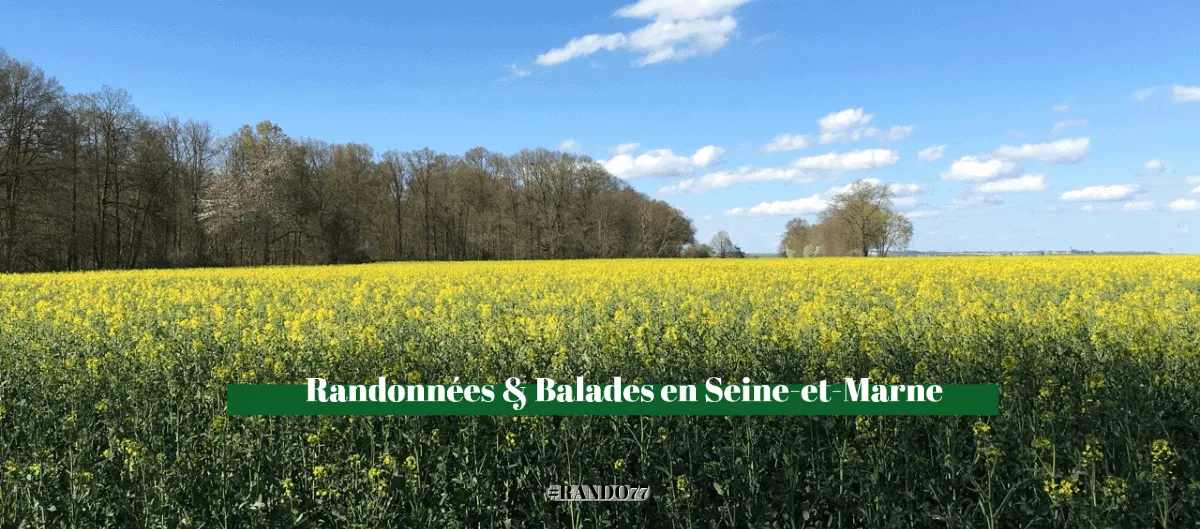 Champ de colza jaune en fleurs sous un ciel bleu nuageux, bordé d'arbres à l'horizon