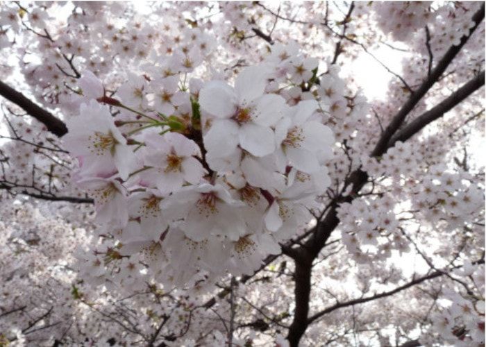 Cerisiers en fleurs blanches au parc de Sceaux au printemps